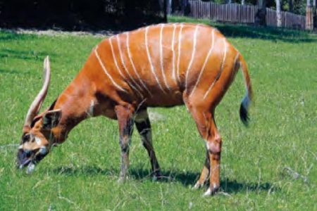 Bongo východný Bongo východný