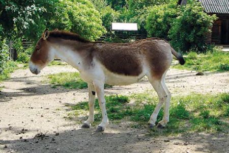 Kiang východný Kiang východný
