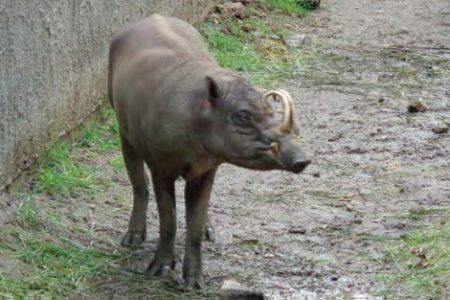 Babirusa celebeská Babirusa celebeská