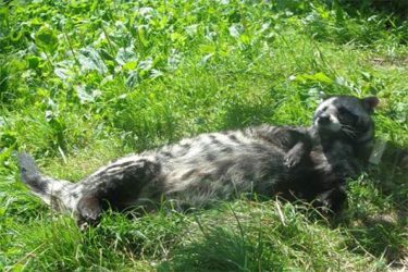 Cibetka africká