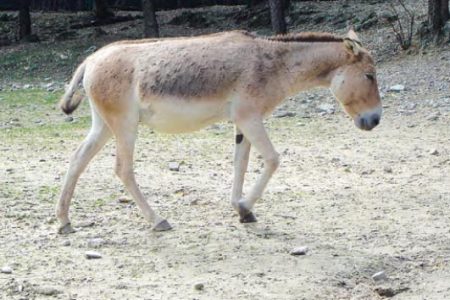 Kulan Kulan