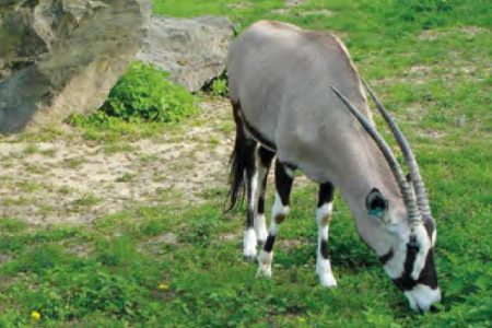 Priamorožec juhoafrický Priamorožec juhoafrický