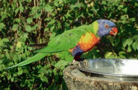 Lori mnohofarebný - Trichoglossus haematodus Lori mnohofarebný - Trichoglossus haematodus
