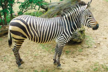 Zebra horská Hartmanovej Zebra horská Hartmanovej