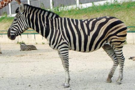 Zebra stepná Chapmanova Zebra stepná Chapmanova
