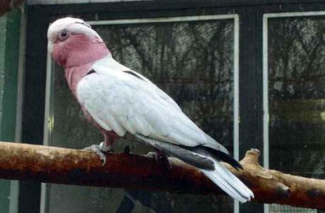 Kakadu ružový - Eolophus roseicapillus Kakadu ružový - Eolophus roseicapillus