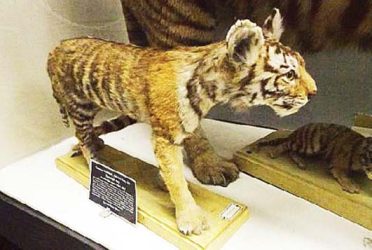 Zoologické múzeum Petrohrad - Tiger turanský - vyhynul v 70.-tych rokoch 20.storočia Zoologické múzeum Petrohrad - Tiger turanský - vyhynul v 70.-tych rokoch 20.storočia
