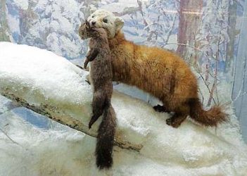 Zoologické múzeum Petrohrad - Soboľ kamčatský Zoologické múzeum Petrohrad - Soboľ kamčatský