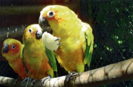 Aratinga slnečná - Aratinga solstitialis Aratinga slnečná - Aratinga solstitialis