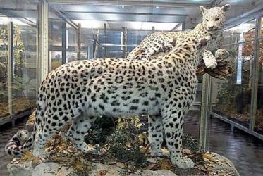 Zoologické múzeum Petrohrad - Leopard kaukazský Zoologické múzeum Petrohrad - Leopard kaukazský