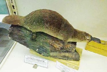 Zoologické múzeum Petrohrad - Vtákopysk Zoologické múzeum Petrohrad - Vtákopysk