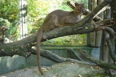 Fosa madagaskarská