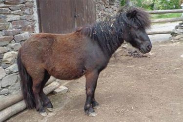 Pony shetlandský