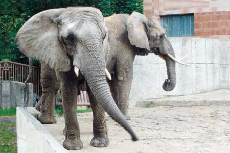 Slon africký Slon africký