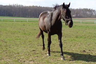 Česko - Slatiňany - žrebčín - starokladrubský vraník