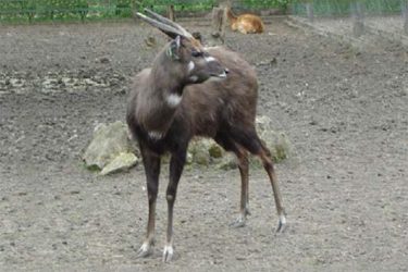Sitatunga západoafrická