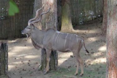 Kudu veľký