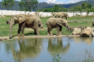 Česko - Zlín - zoo - slon africký