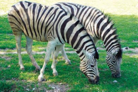 Zebra stepná damarská Zebra stepná damarská