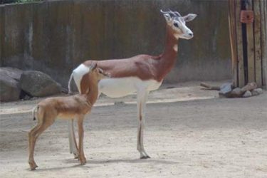 Gazela mhorr