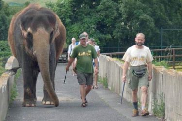 Česko - Ústí nad Labem - prechádzka slona indického po zoo