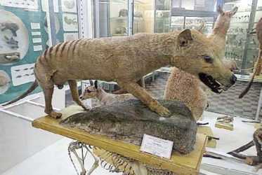 Zoologické múzeum Petrohrad - Vlkovec psohlavý - posledný známy jedinec zahynul v r. 1936 Zoologické múzeum Petrohrad - Vlkovec psohlavý - posledný známy jedinec zahynul v r. 1936