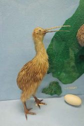 Zoologické múzeum Petrohrad - kivi novozelandský južny