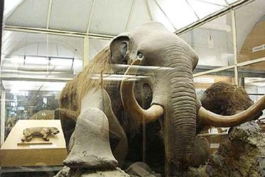 Zoologické múzeum Petrohrad - Berezovský mamut Zoologické múzeum Petrohrad - Berezovský mamut