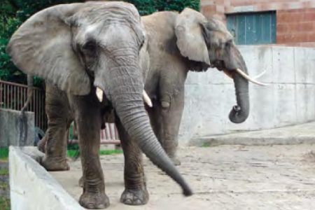 Slon africký Slon africký