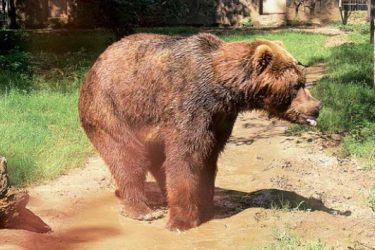 Medveď hnedý kodiak