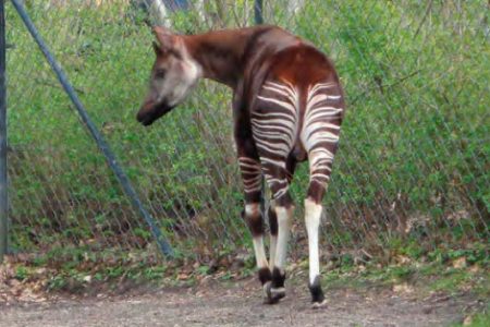 Okapi Okapi