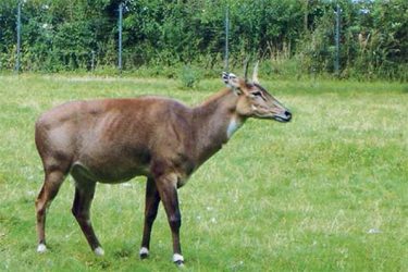 Nilgau