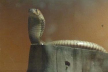 Kobra egyptská