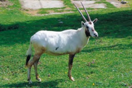 Priamorožec arabský Priamorožec arabský