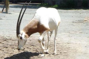 Priamorožec šabľorohý