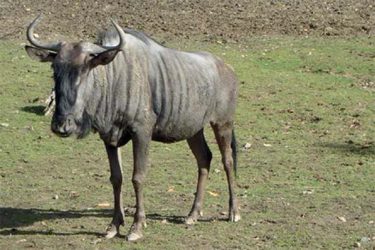 Pakôň modrý
