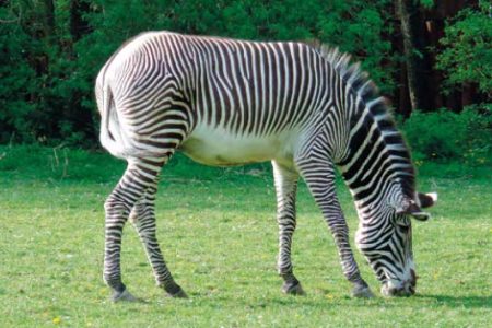 Zebra Grévyho Zebra Grévyho