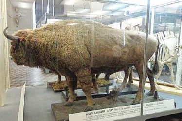 Zoologické múzeum Petrohrad - Zubor kaukazský - vyhynul v 20.-tch rokoch 20. storočia Zoologické múzeum Petrohrad - Zubor kaukazský - vyhynul v 20.-tch rokoch 20. storočia