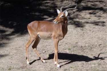 Impala