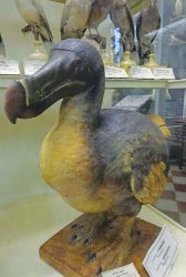 Zoologické múzeum Petrohrad - Dront maurícijský - vyhynul koncom 17. storočia