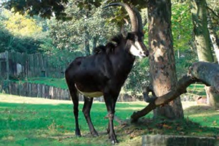 Antilopa vrania Antilopa vrania