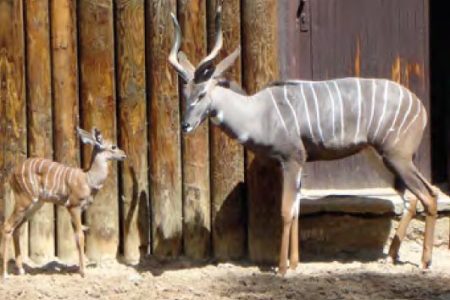Kudu malý Kudu malý