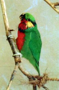 Loríček červenobradý - Psittaculirostris edwardsii Loríček červenobradý - Psittaculirostris edwardsii
