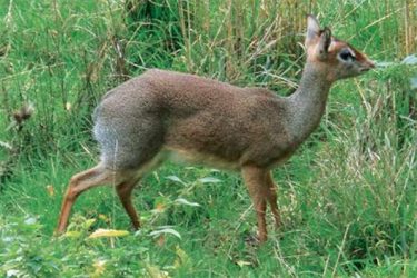 Dikdik Kirkov