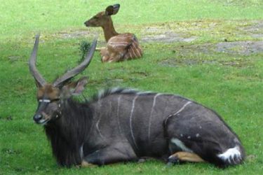 Nyala nížinná