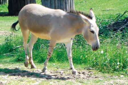 Somár africký somálsky Somár africký somálsky