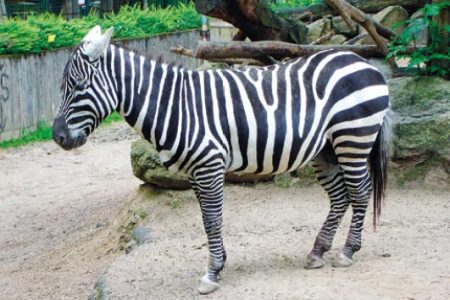 Zebra stepná bezhrivá Zebra stepná bezhrivá