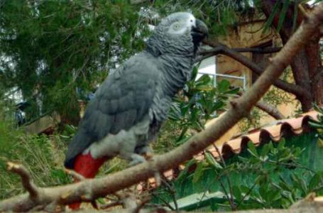Žako sivý - Psittacus erithacus Žako sivý - Psittacus erithacus
