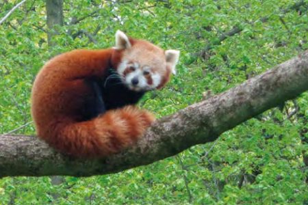Panda červená Panda červená