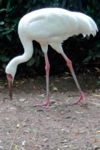 Žeriav biely Žeriav biely
